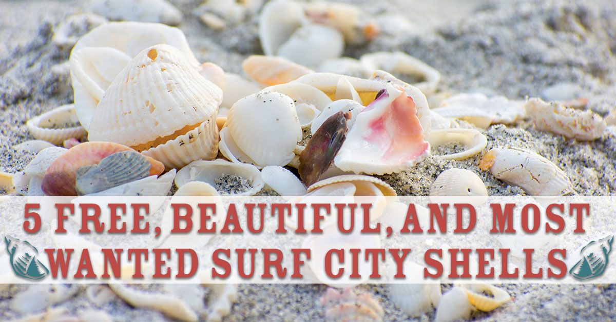 5 Free, Beautiful, and Most Wanted Surf City Shells